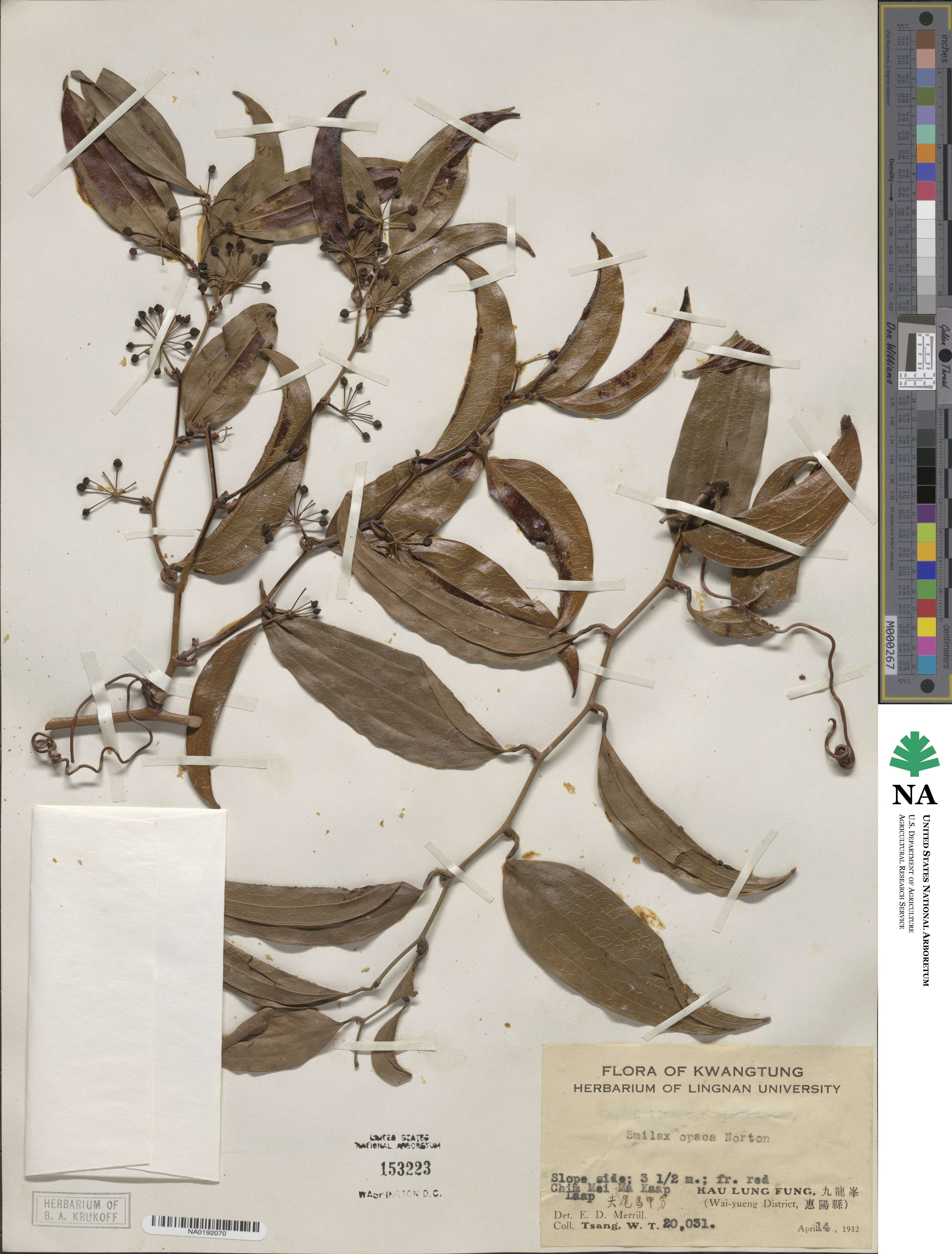 Smilax laevis image