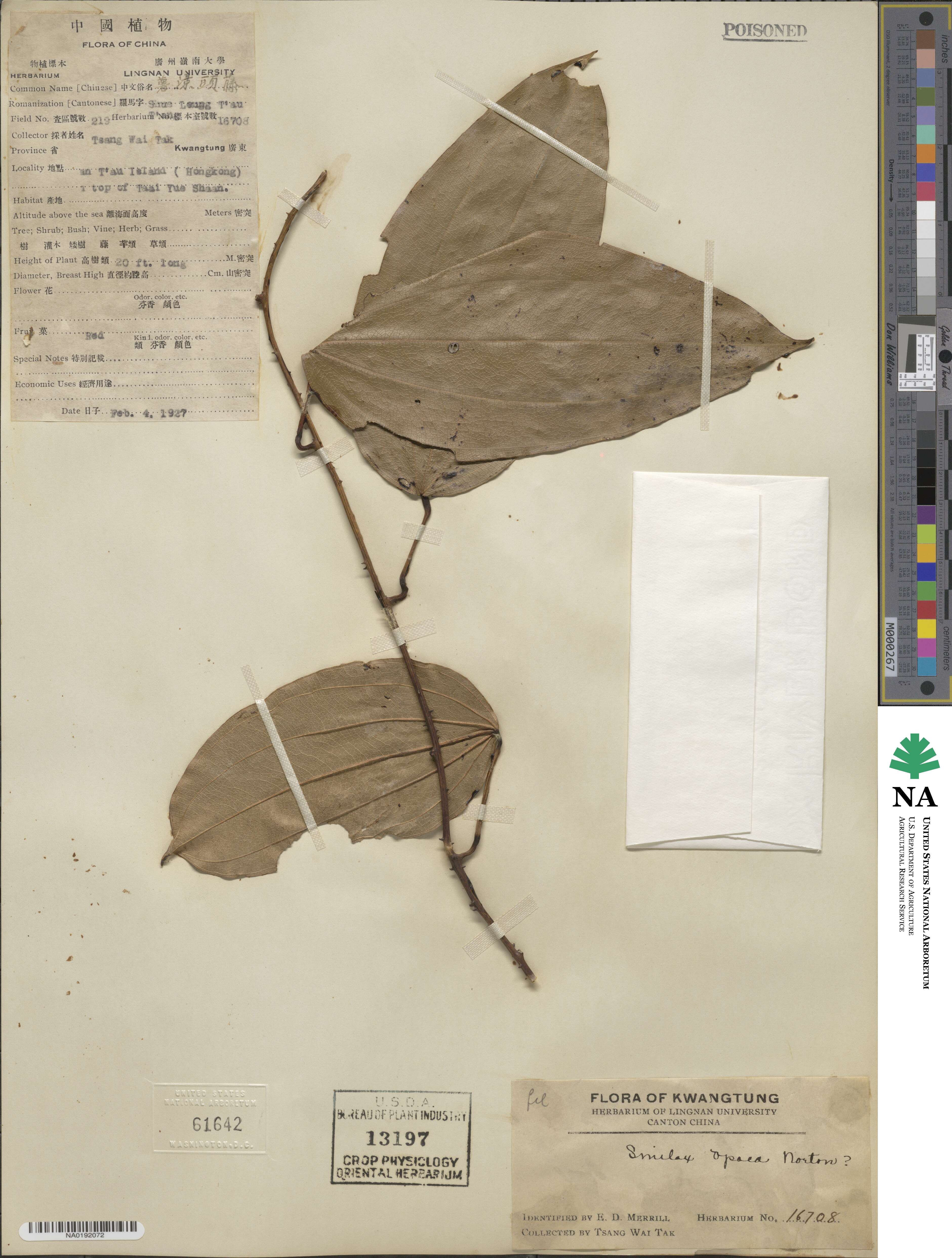 Smilax laevis image