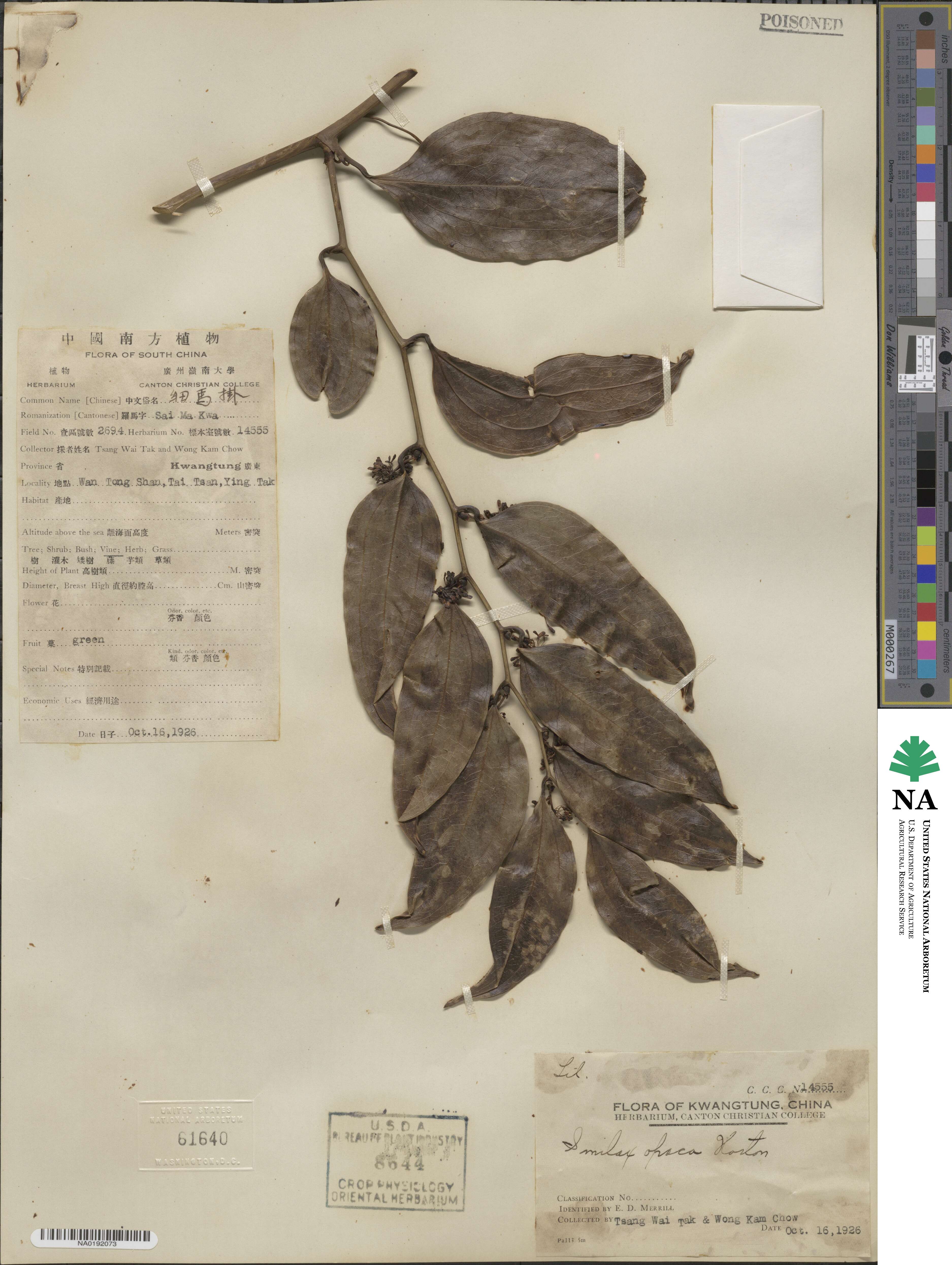 Smilax laevis image