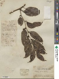 Smilax laevis image