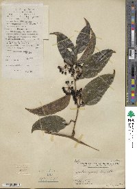 Smilax laevis image