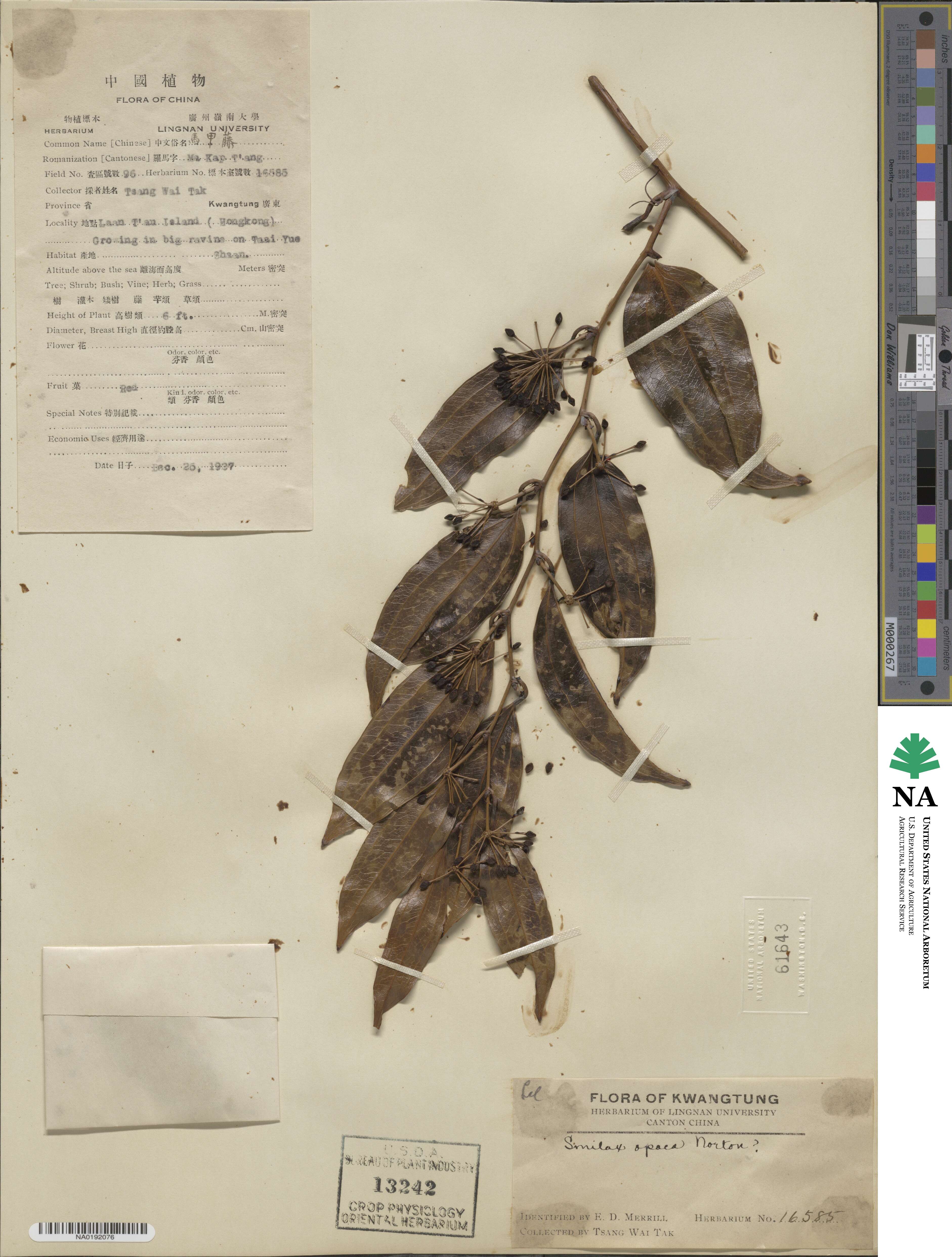 Smilax laevis image