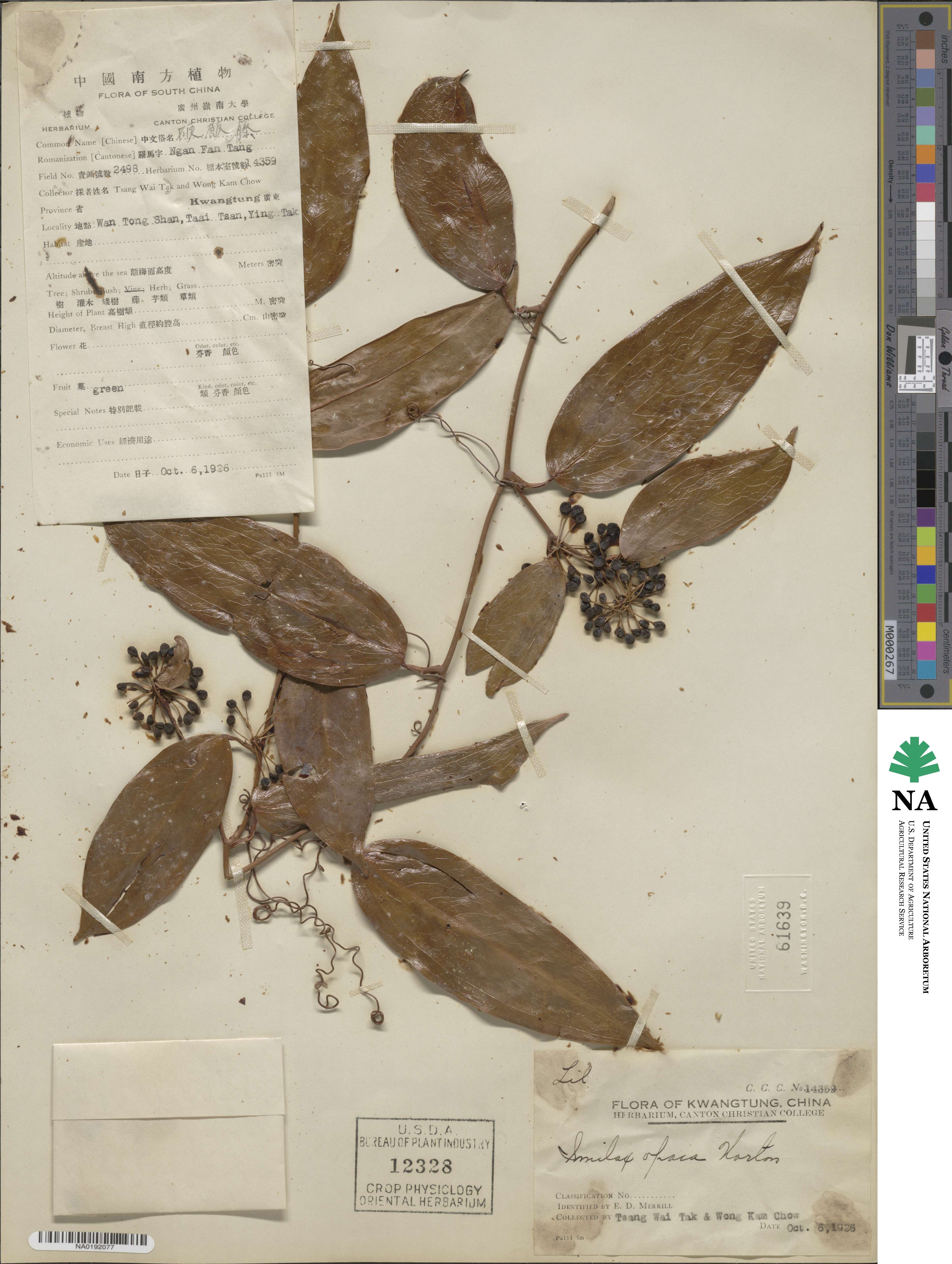 Smilax laevis image