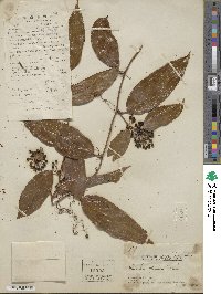 Smilax laevis image