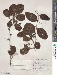 Smilax ovalifolia image