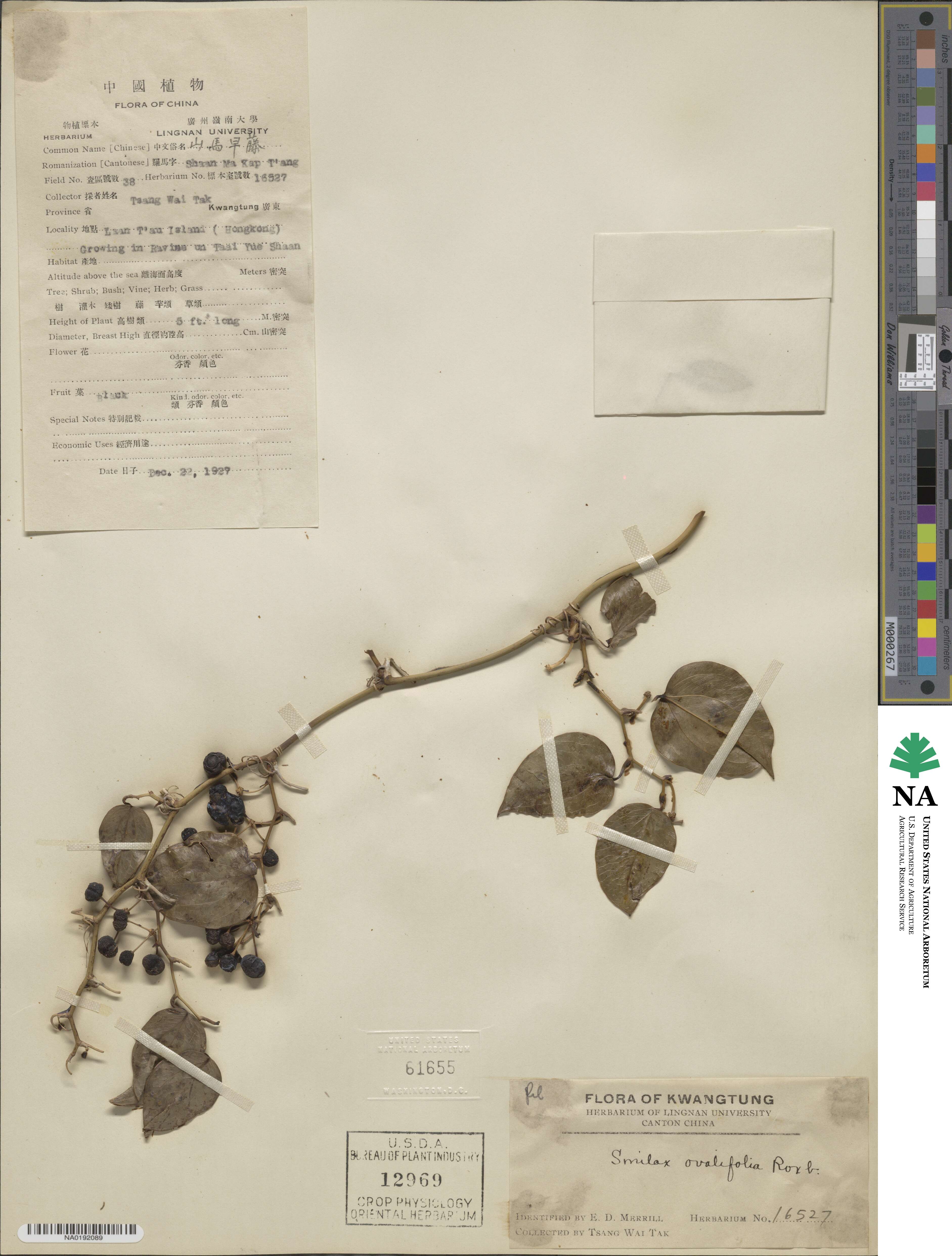 Smilax ovalifolia image