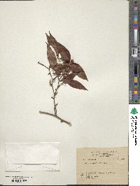 Smilax roxburghiana image