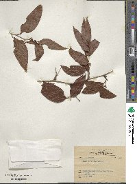 Smilax roxburghiana image