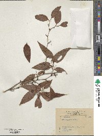 Smilax roxburghiana image