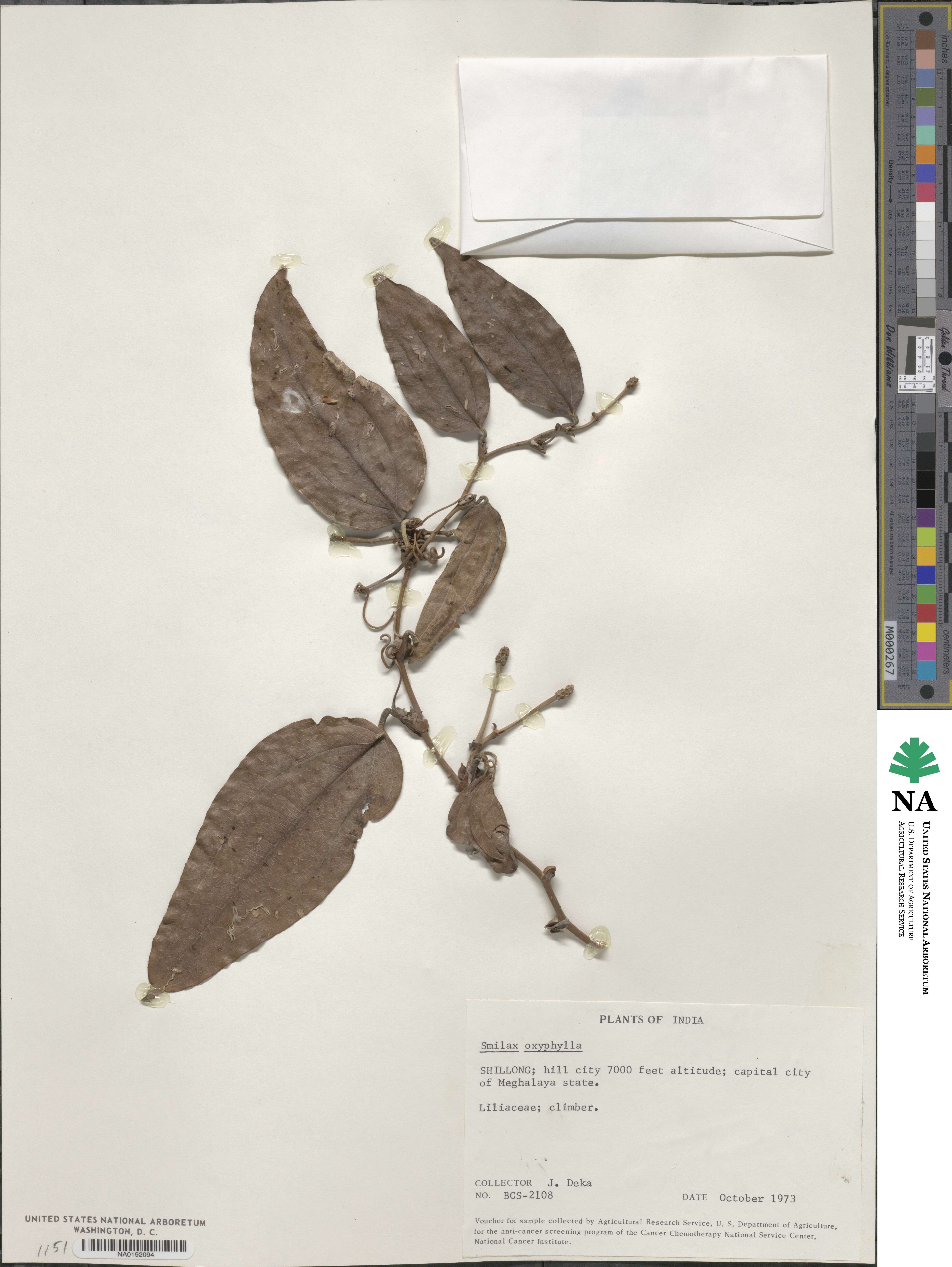 Smilax roxburghiana image