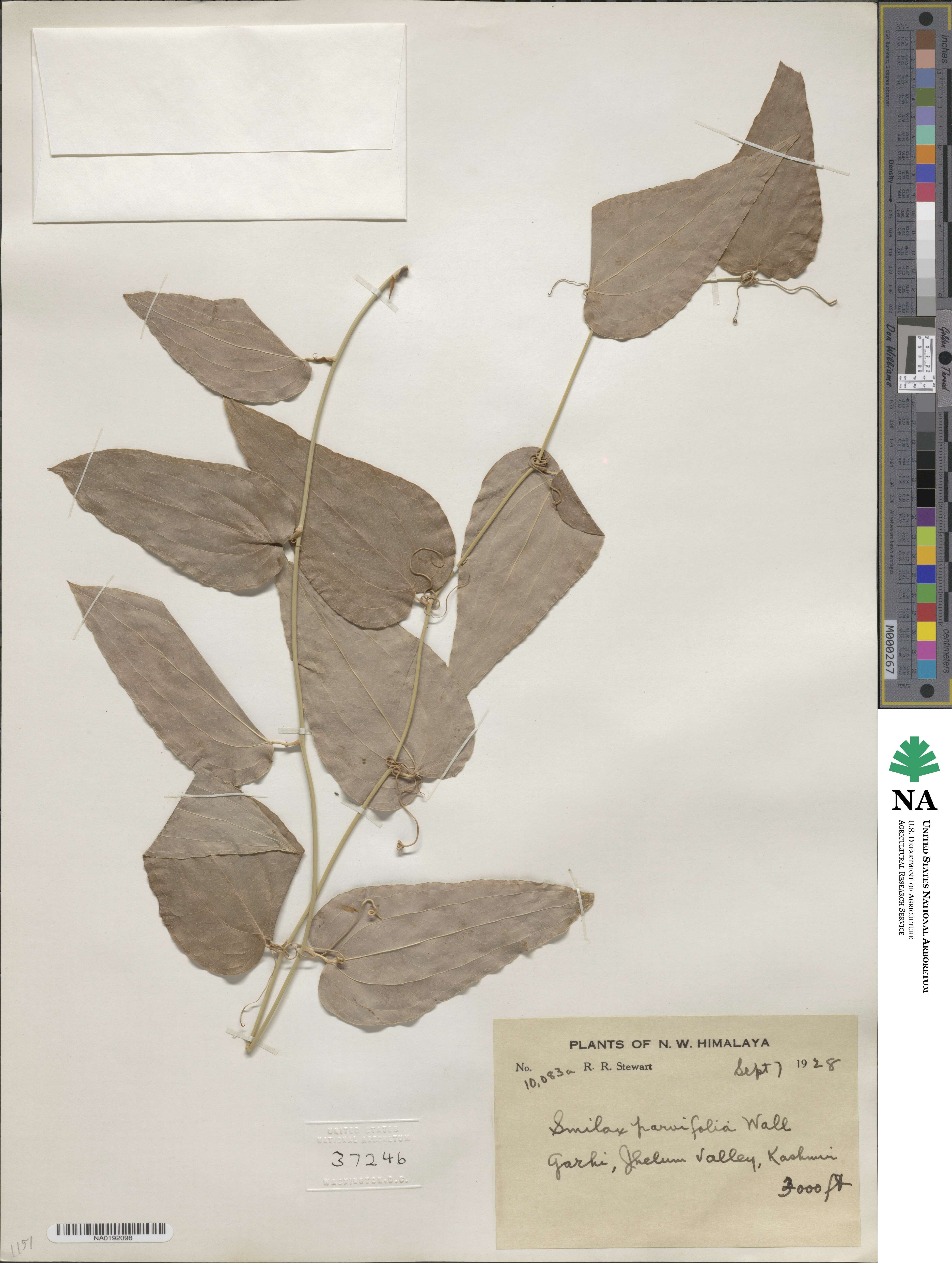 Smilax parvifolia image