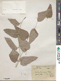 Smilax parvifolia image