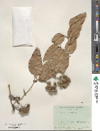 Smilax perfoliata image