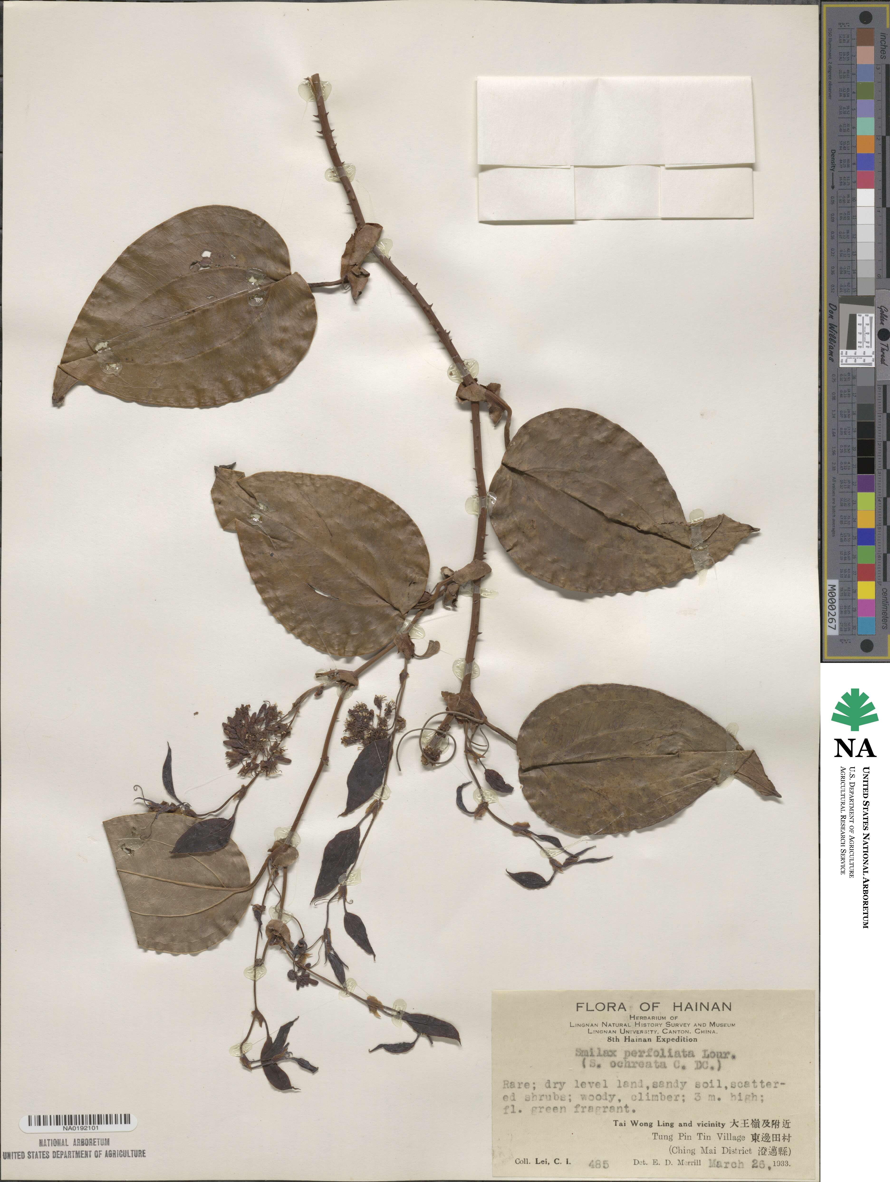 Smilax perfoliata image