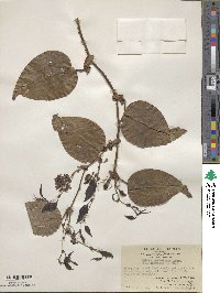 Smilax perfoliata image