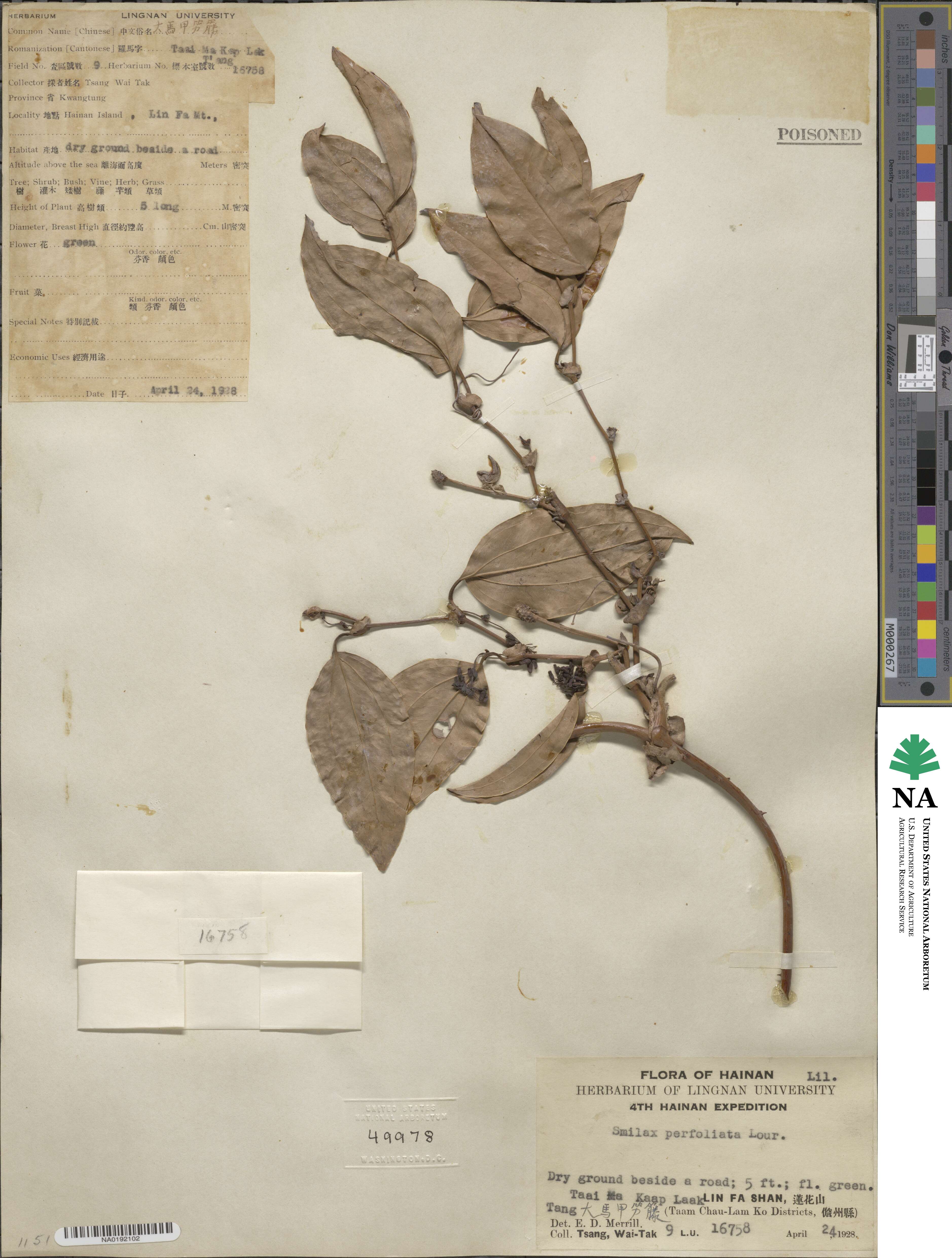 Smilax perfoliata image