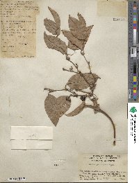 Smilax perfoliata image