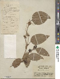 Smilax perfoliata image