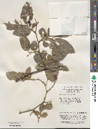 Smilax polycolea image