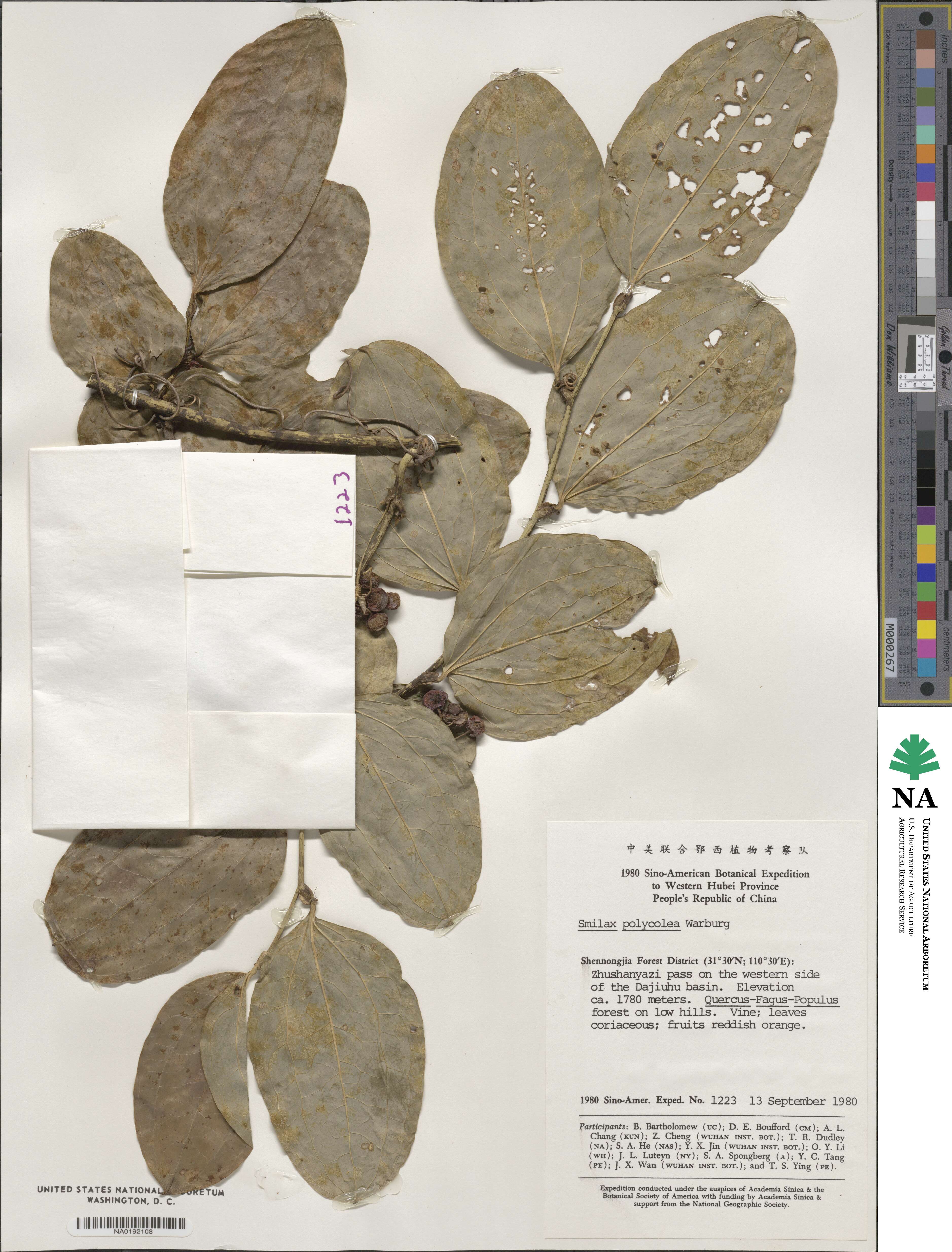 Smilax polycolea image