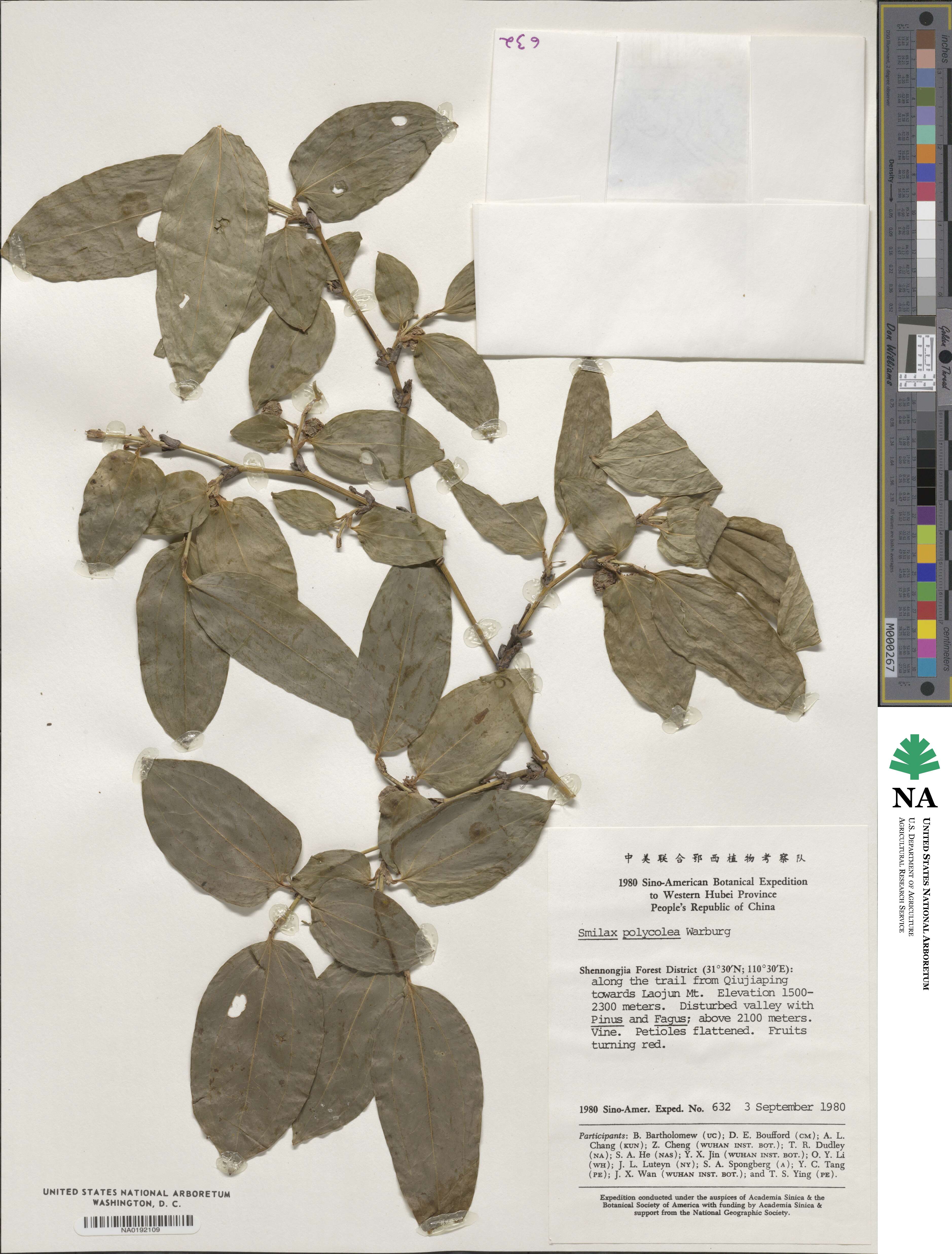 Smilax polycolea image