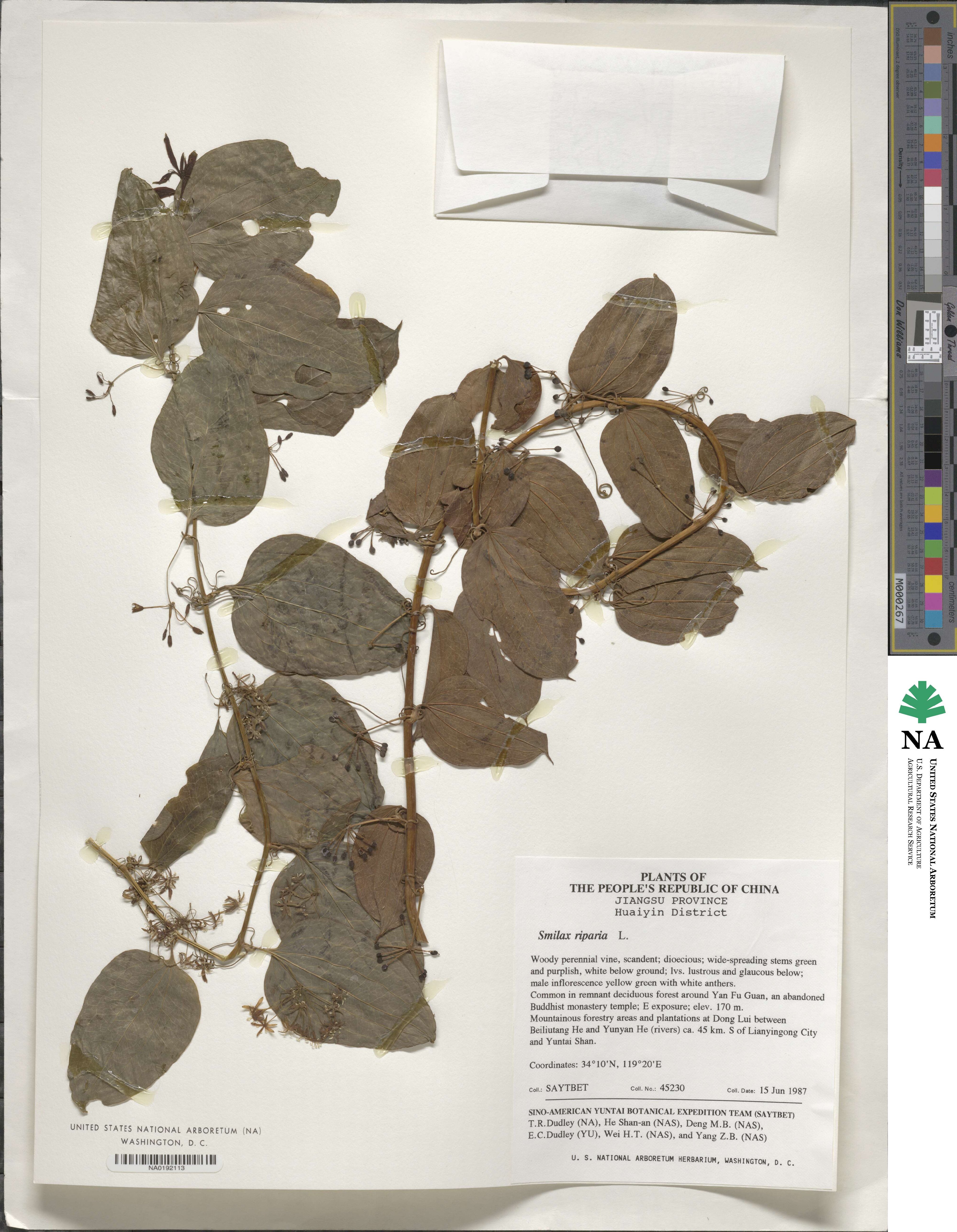 Smilax riparia image