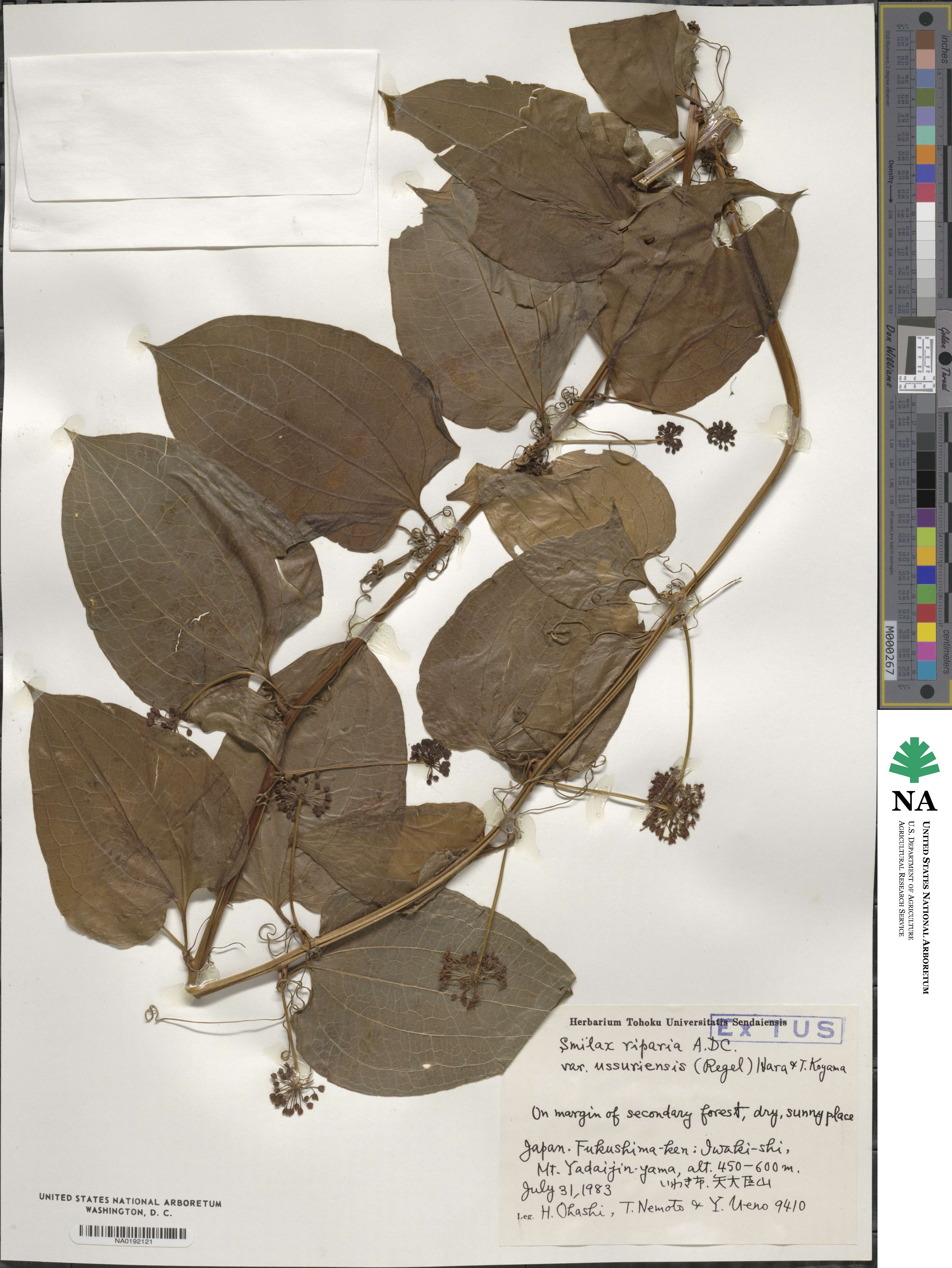 Smilax riparia var. riparia image