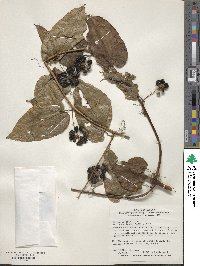 Smilax riparia var. riparia image