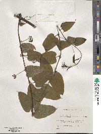 Smilax riparia var. riparia image