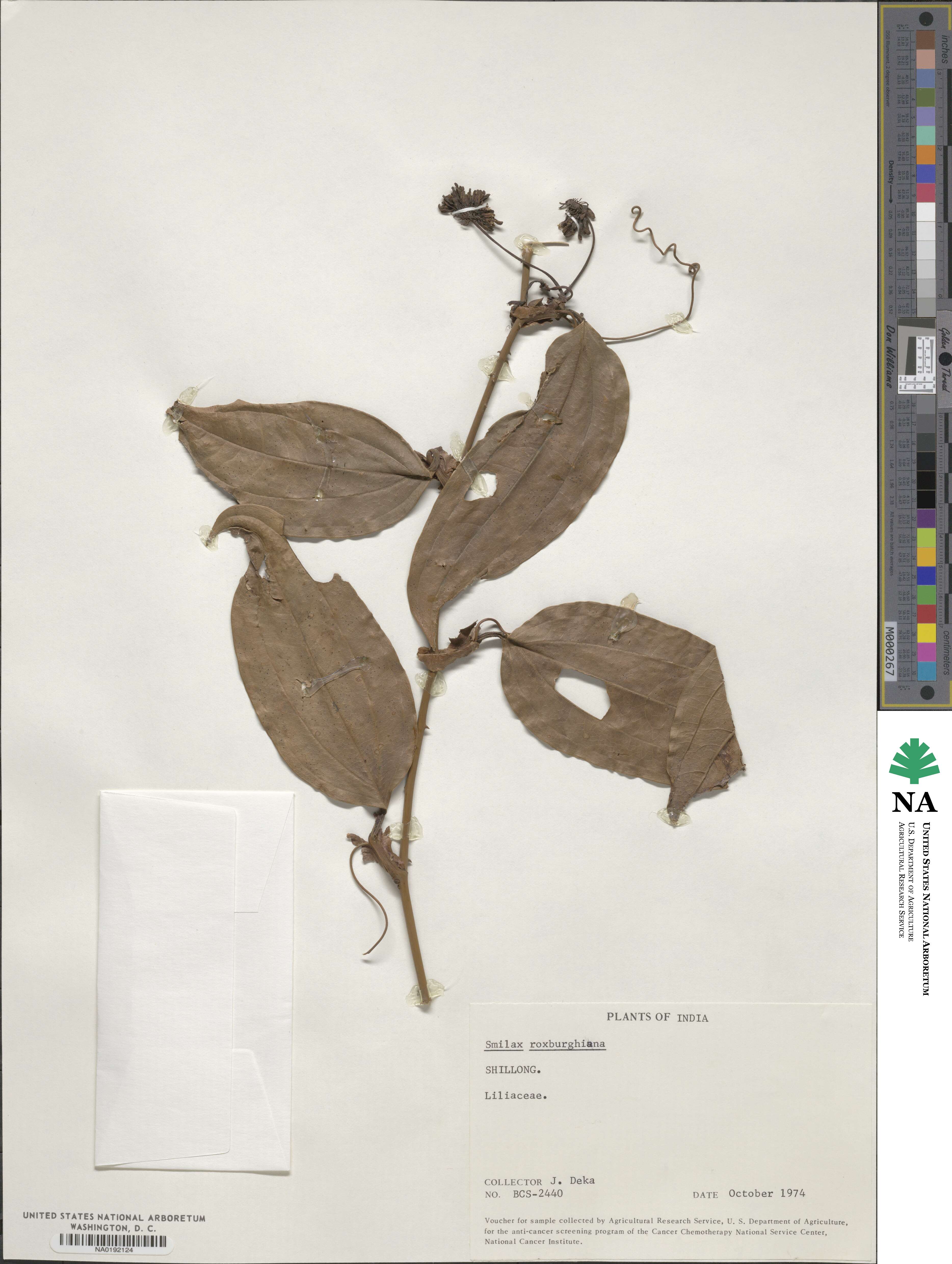 Smilax roxburghiana image