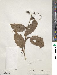 Smilax roxburghiana image