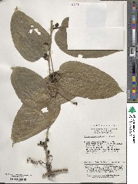 Smilax scobinicaulis image