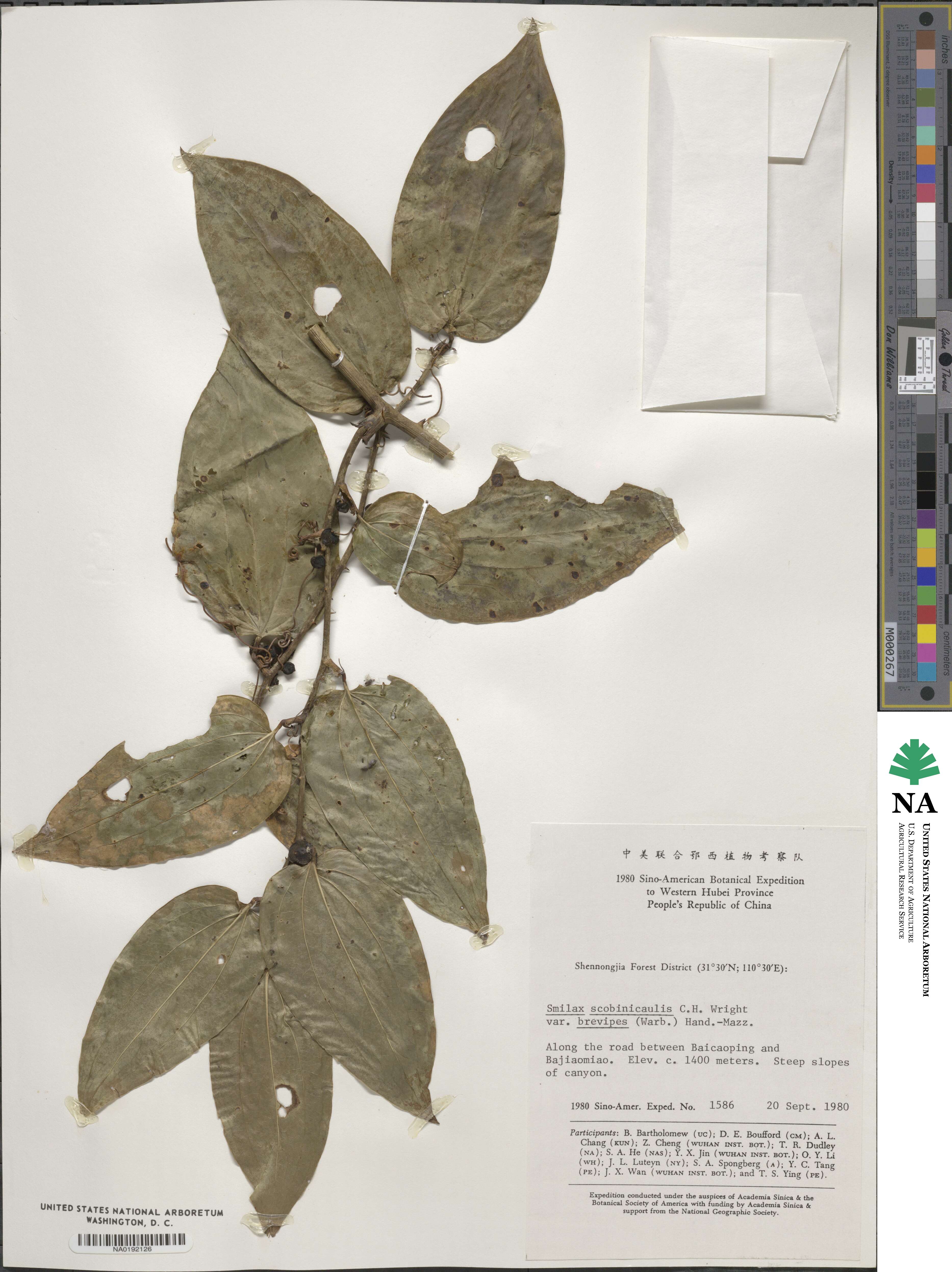 Smilax scobinicaulis image