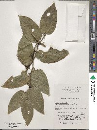 Smilax scobinicaulis image