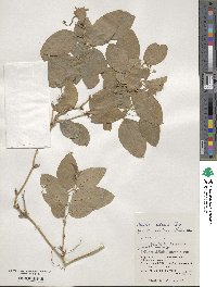 Smilax sebeana image