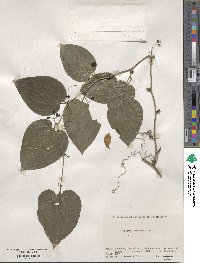 Smilax sieboldii image