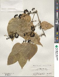 Smilax sieboldii image