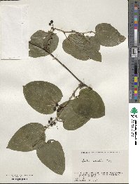 Smilax sieboldii image