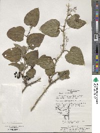 Smilax sieboldii image