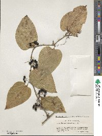 Smilax sieboldii image