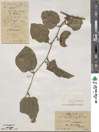 Smilax sieboldii image