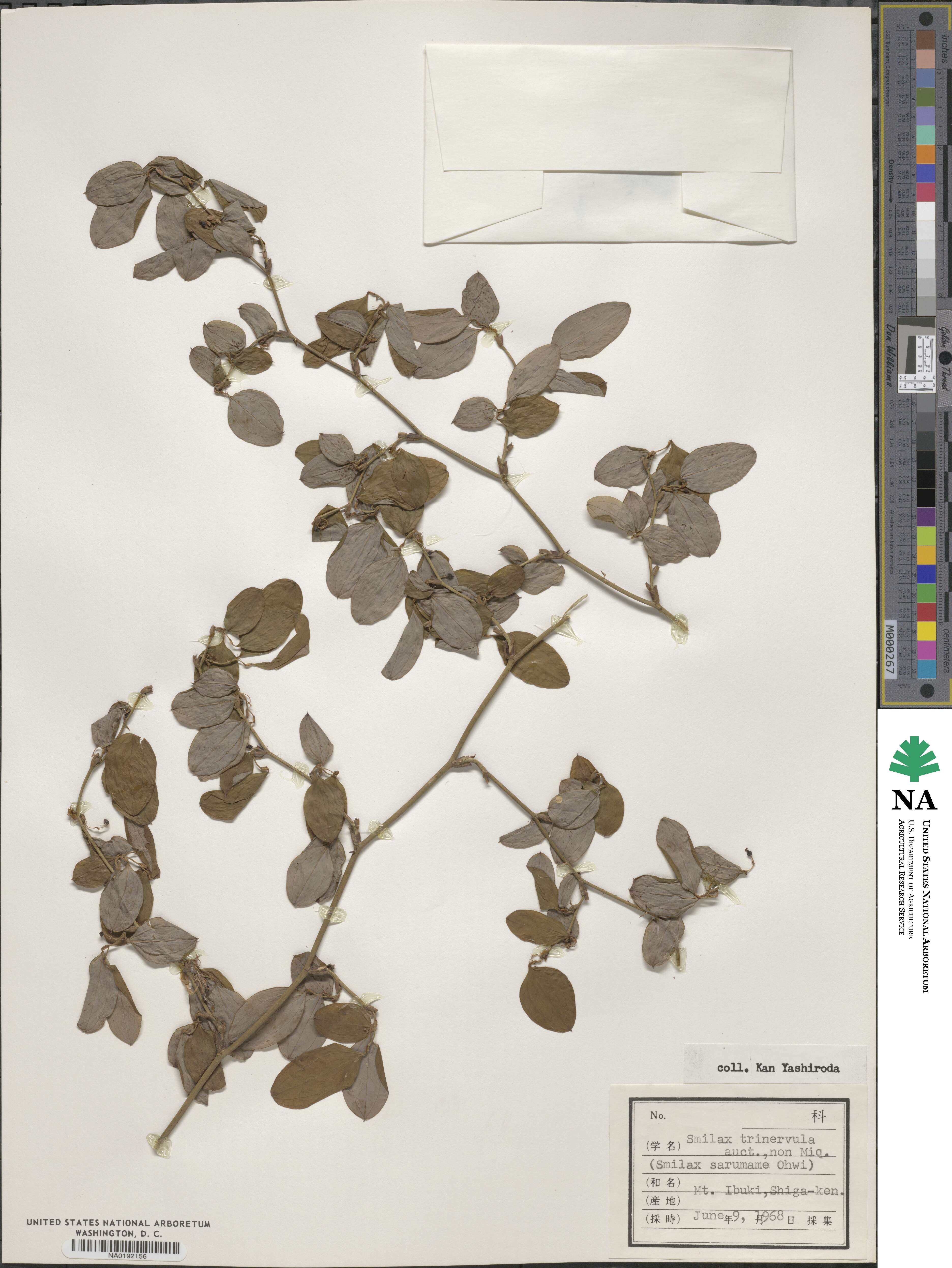 Smilax trinervula image