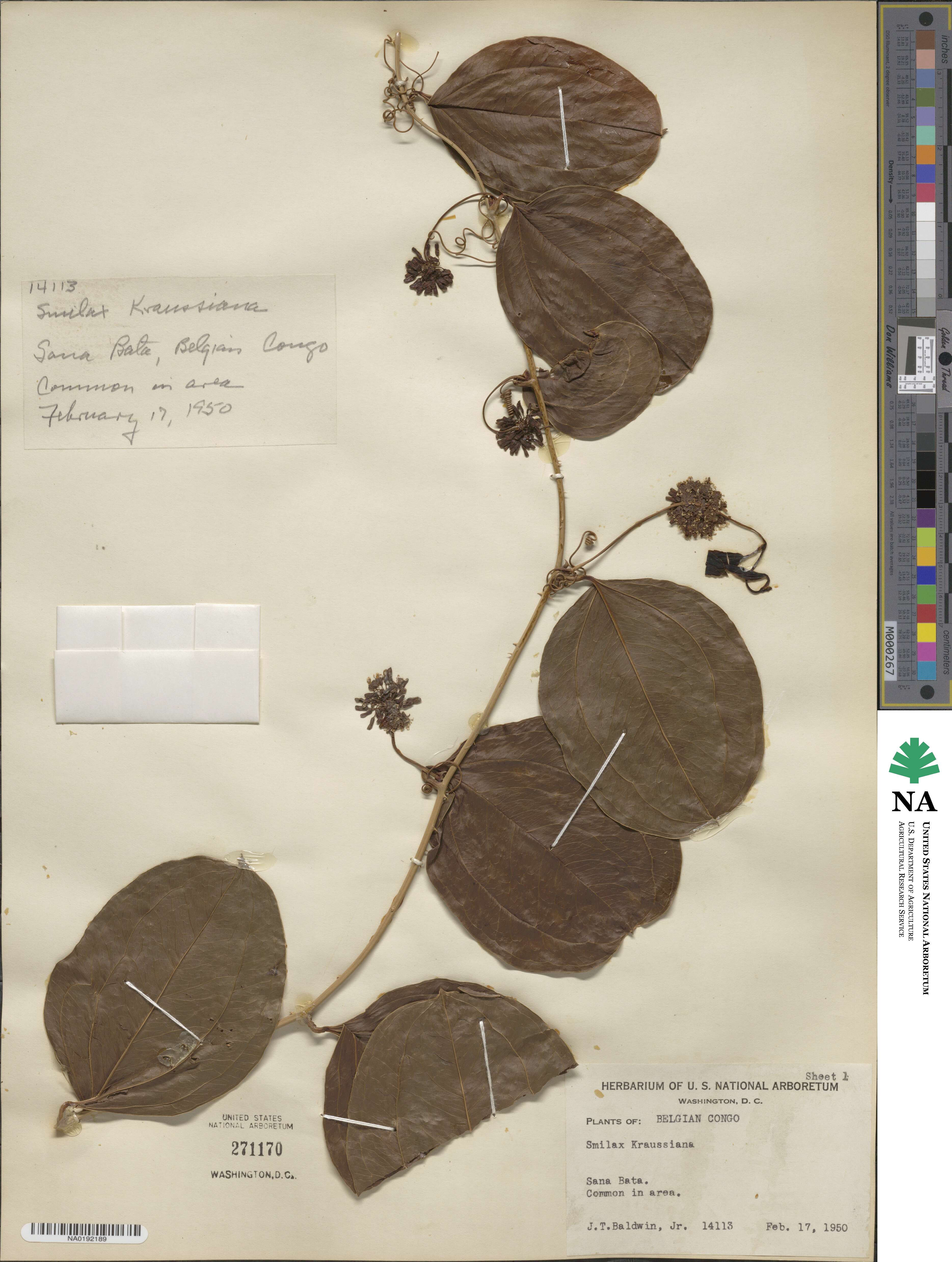 Smilax anceps image