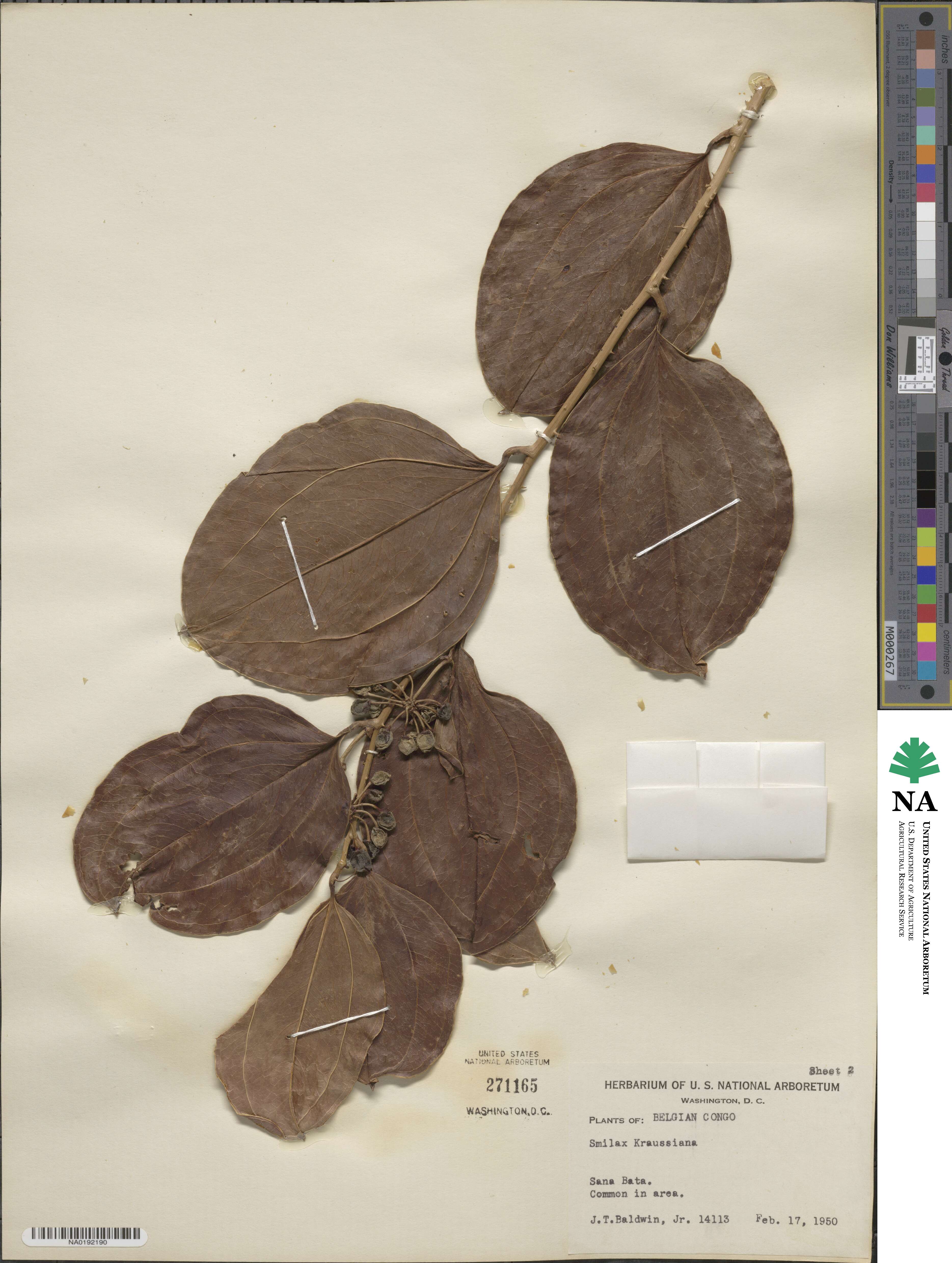 Smilax anceps image