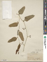 Smilax auriculata image