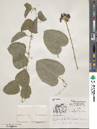 Smilax herbacea image