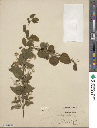 Smilax herbacea image