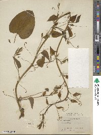 Smilax herbacea image