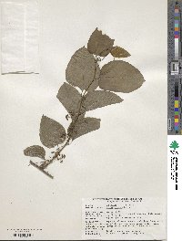 Smilax tamnoides image