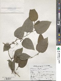 Smilax tamnoides image